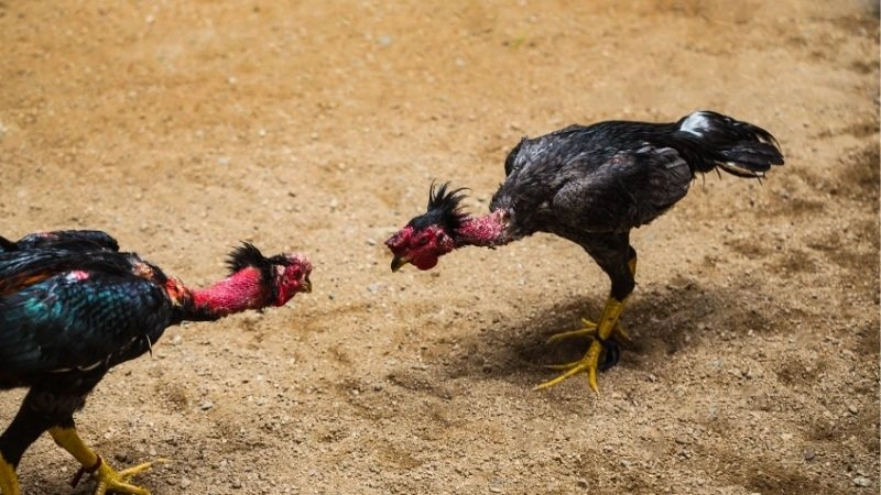 An Toàn Và Độ Tin Cậy Khi Chơi Đá Gà TG88