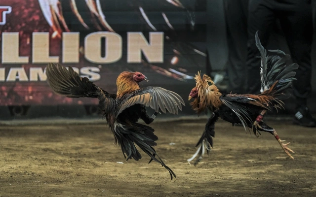 Tổng Quan Về Đá Gà TG88